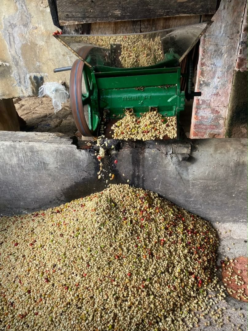 Hand harvesting Kinkizi coffee cherries