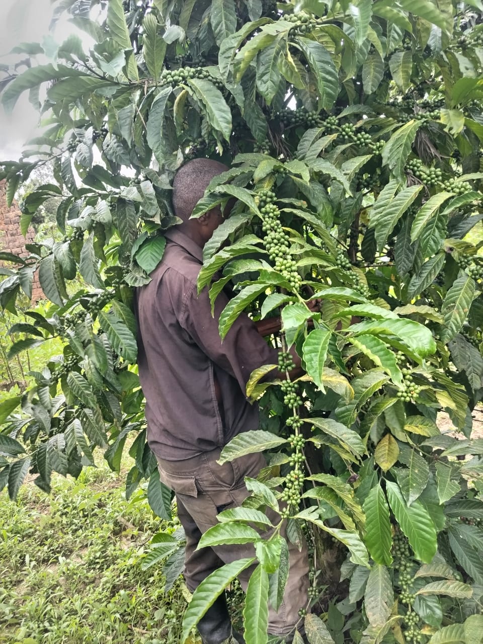 Kinkizi Farmer community