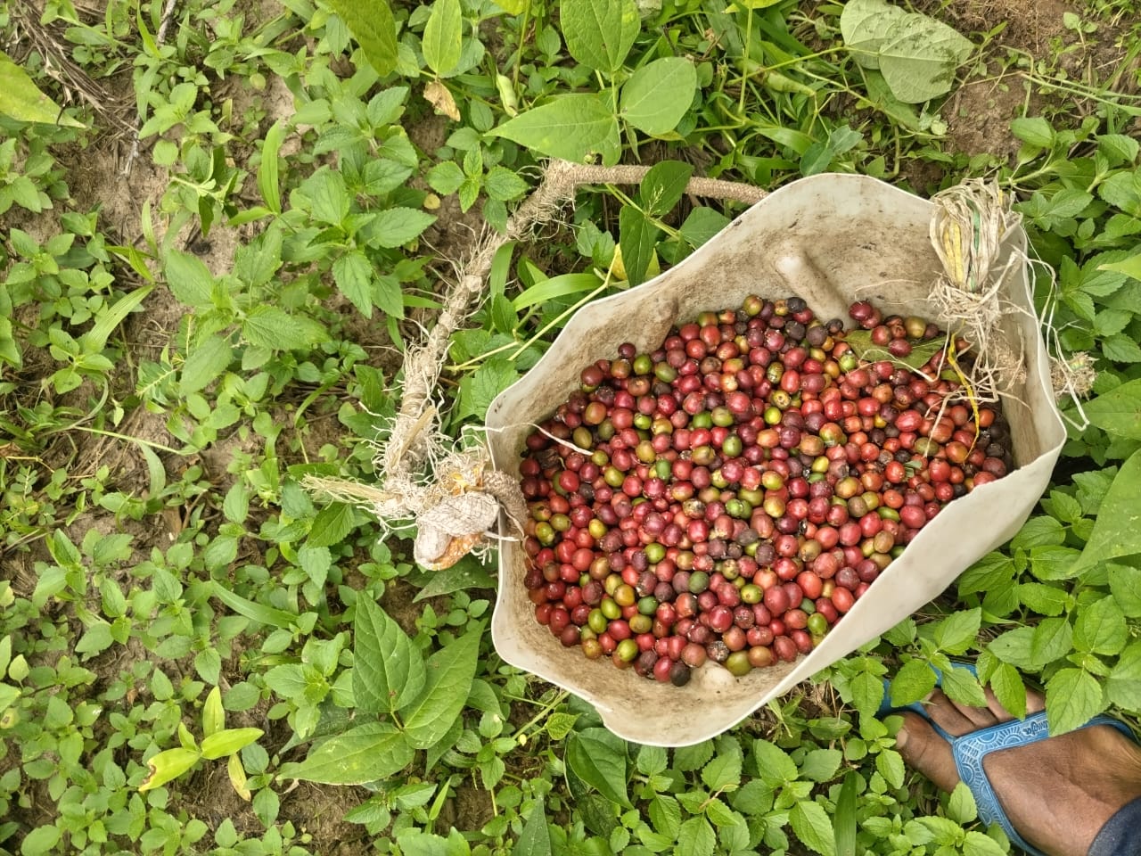 Coffee harvest inspection