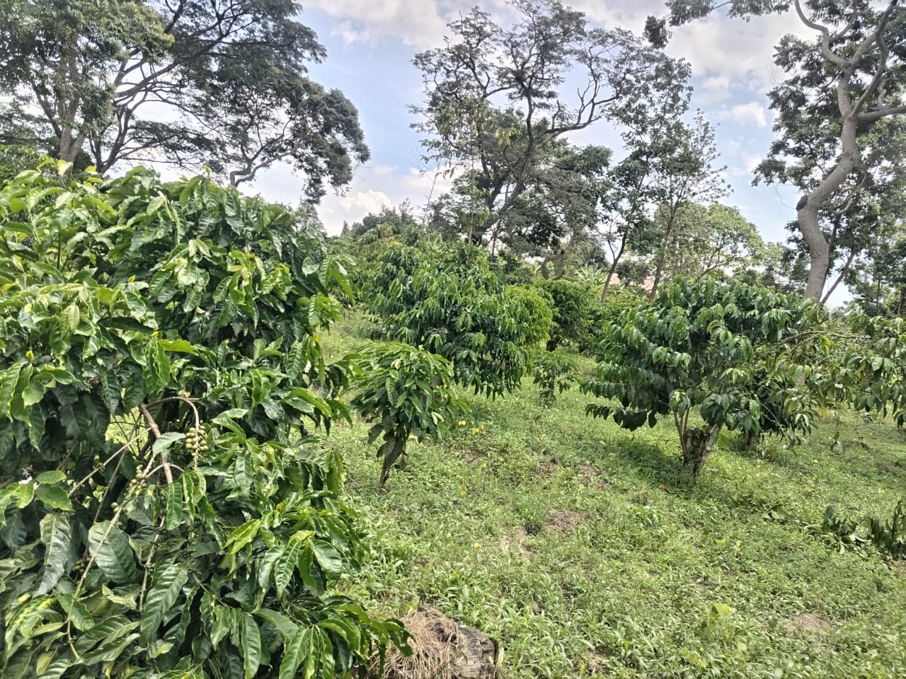 Coffee harvesting and processing