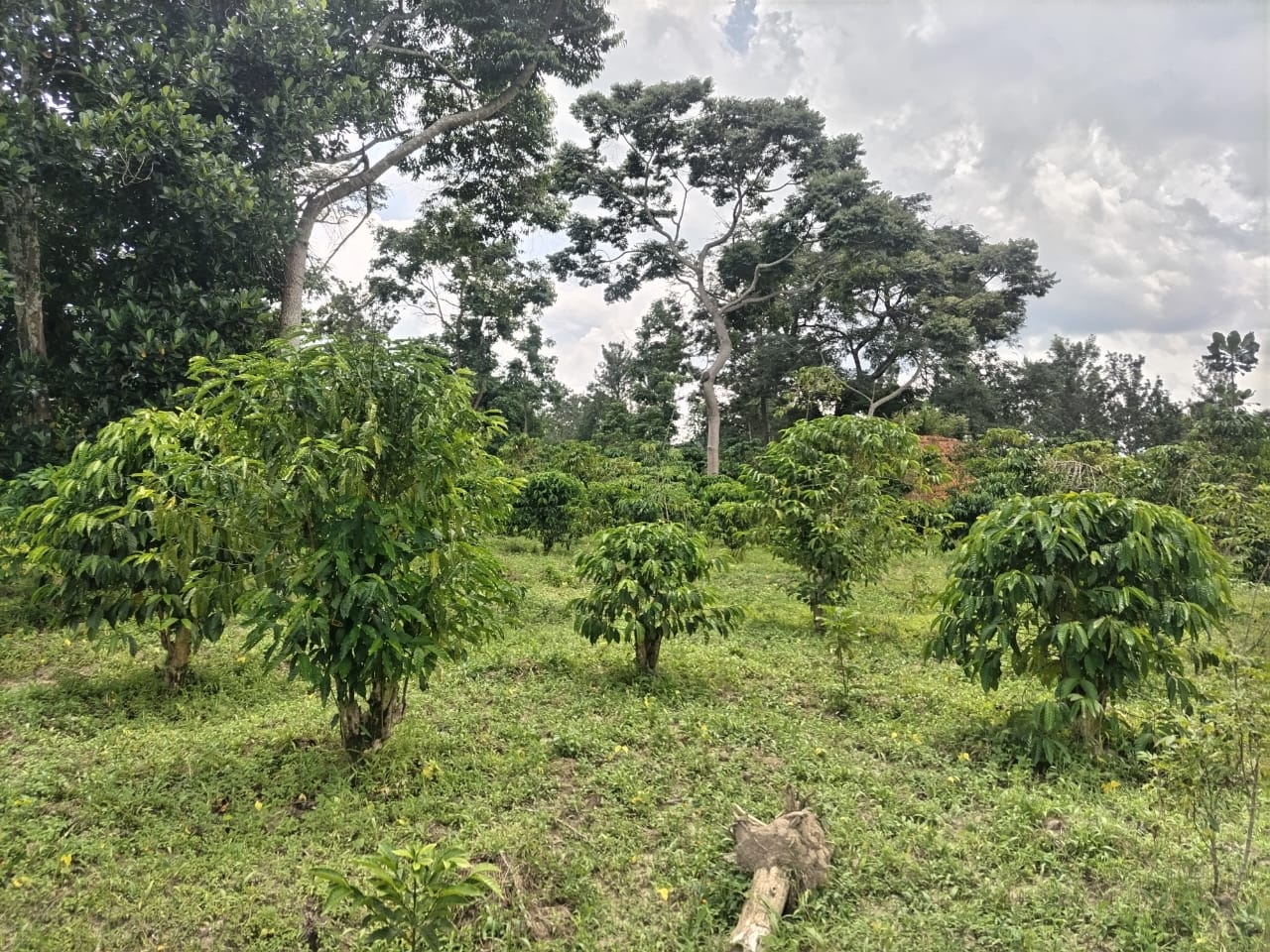 Kinkizi coffee farming