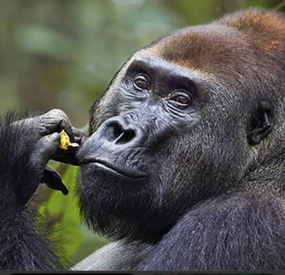Darlene K Tuttle Foundation encourages community to protect and support wildlife.