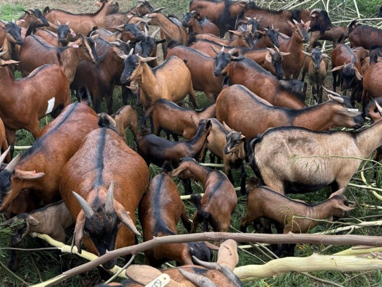 IMG-20250917-WA0079-1024x769