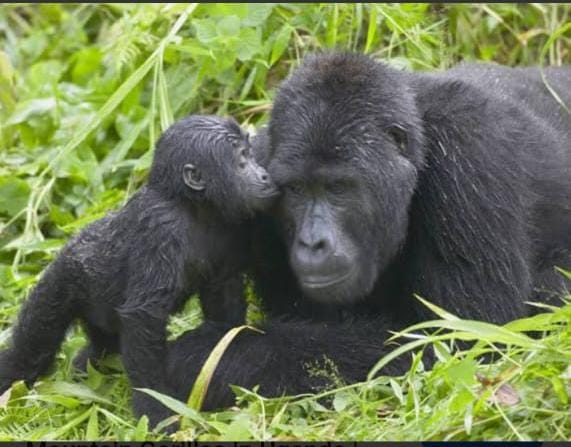 Gorilla Trekking